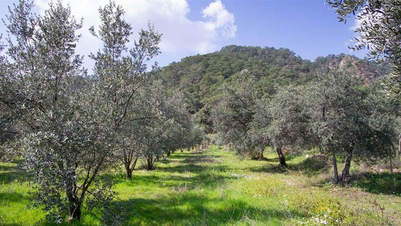 zeytinlik