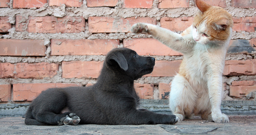 Sokak hayvanlarına yönelik düzenlemeleri içeren ve 17 maddeden oluşan Hayvanları Koruma Kanunu'nda Değişiklik Yapılmasına Dair Kanun Teklifi, TBMM Başkanlığı'na sunuldu.