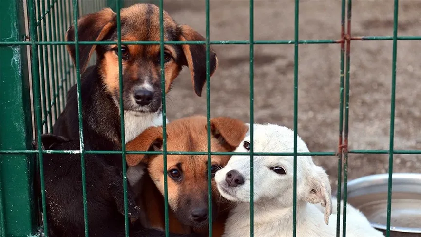 köpek