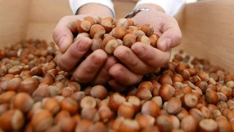 <p>Kuru yemişler: Fındık, badem, ceviz gibi yemişler magnezyum, E vitamini ve sağlıklı yağlar i&ccedil;eriyor. &Ouml;zellikle ara &ouml;ğ&uuml;nlerde t&uuml;ketilecek &ouml;l&ccedil;&uuml;l&uuml; miktarlar sağlıklı beslenmenin &ouml;nemli bir bileşeni.</p>