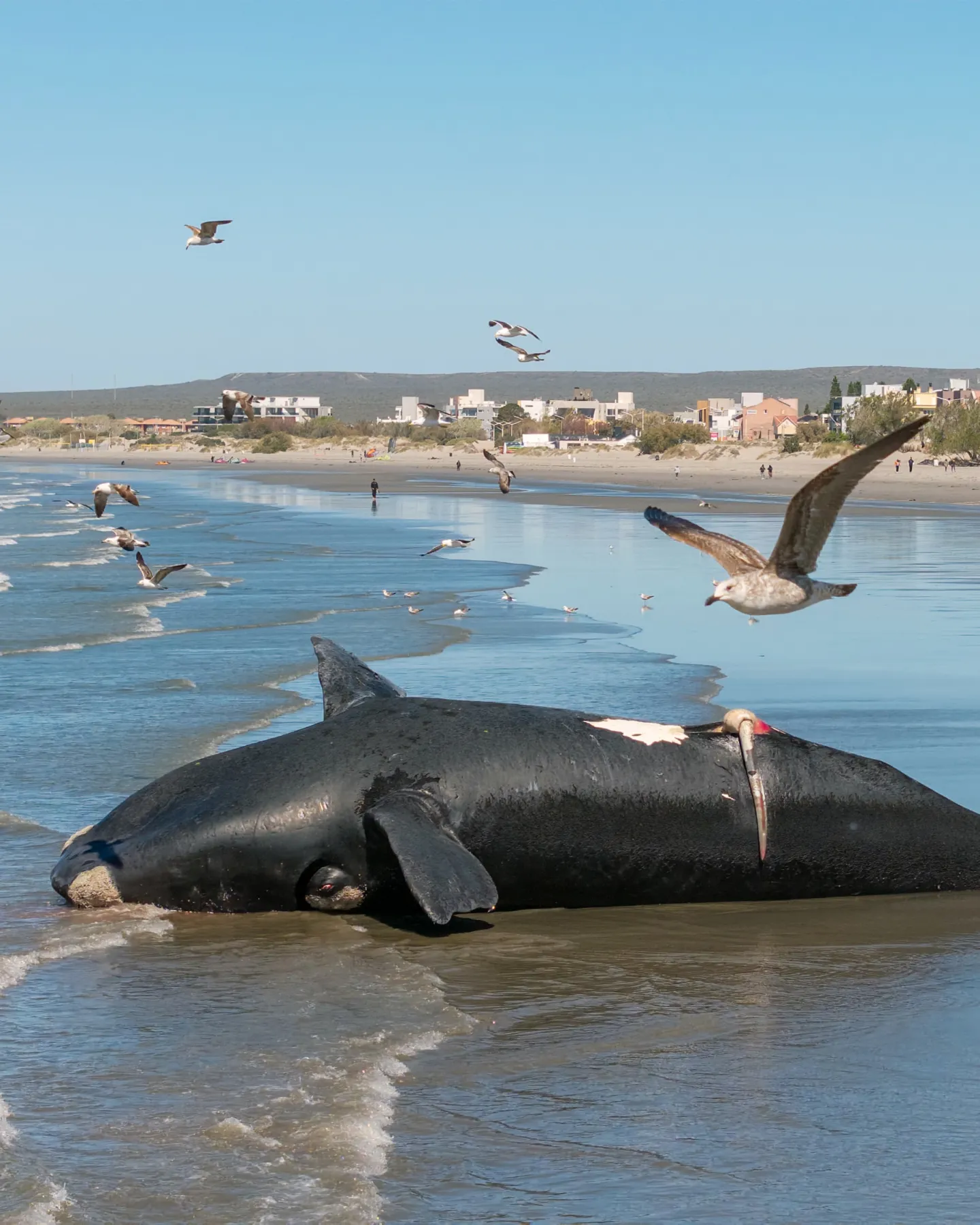 <p>Sahilde bulunan hayvanın G&uuml;ney ger&ccedil;ek balinası (Southern right whale) olduğu belirlendi.</p>
