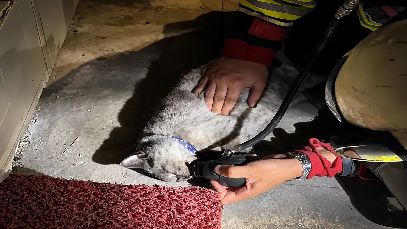 Yangından kurtarılan kedi itfaiyenin oksijen desteği ve kalp masajıyla hayata tutundu